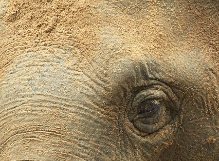 Abstract photo of an elephantの写真素材