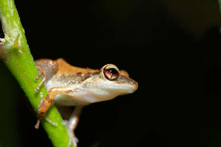 cute frog  on a treeの写真素材