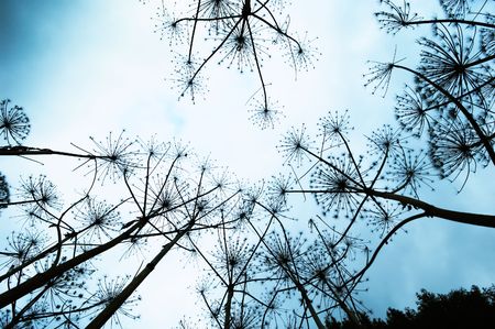 abstract background of plants seen from the ground trough a wide-angle lensの写真素材