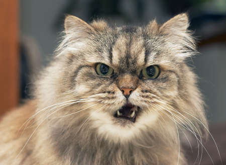 funny looking persian catの写真素材