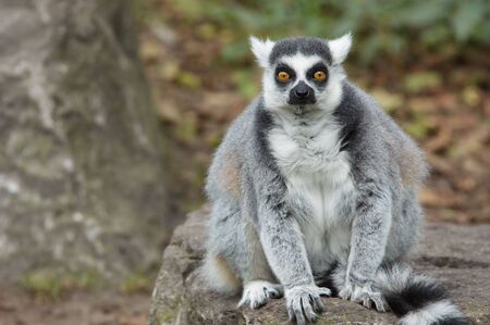 ring tailed lemur looking straight at the cameraの写真素材