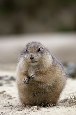 cute prairie dog