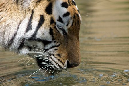 beautiful tiger drinking waterの写真素材