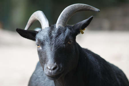 portrait of a black goatの写真素材
