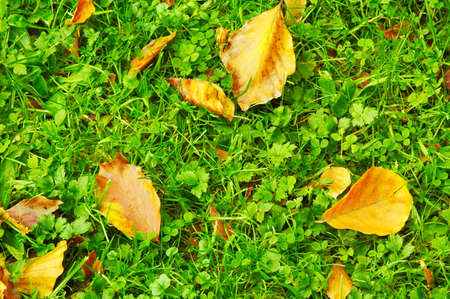 autumn leaves on the forest floorの写真素材