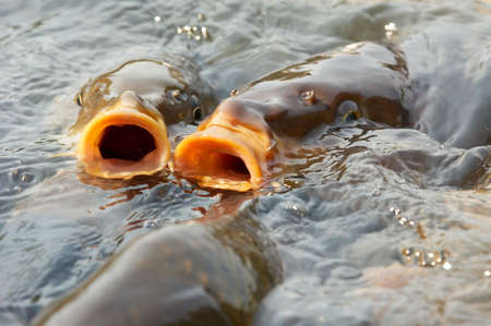 carp on the surface of the waterの写真素材