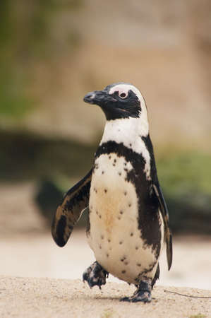 cute penguin walking aroundの写真素材