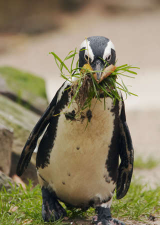 cute penguin getting stuff to build a nestの写真素材
