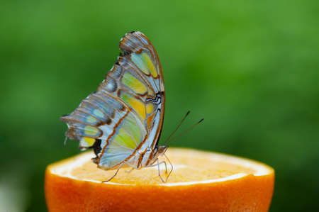Beautiful butterfly drinking orange juiceの写真素材