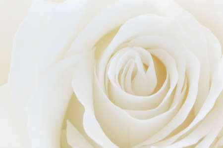 White rose background (soft focus)の写真素材