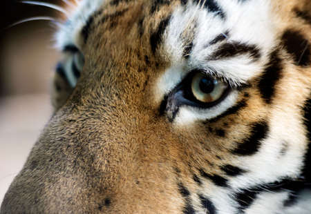 closeup of a beautiful tigerの写真素材