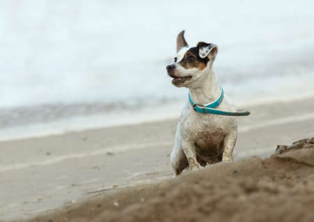 cute dog on the beachの写真素材