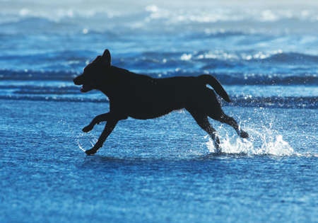 dog running in the water on the beachの写真素材