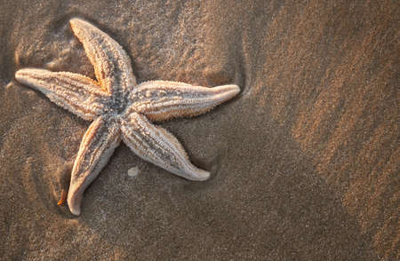 starfish on the beachの写真素材