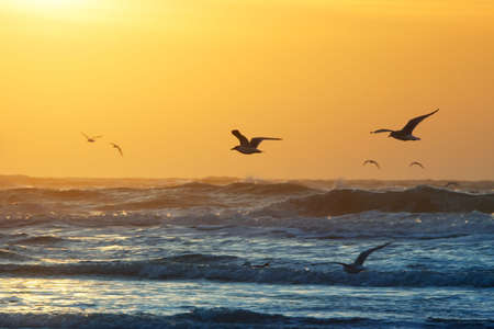 birds and sunset on the beachの写真素材