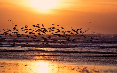 birds and sunset on the beachの写真素材