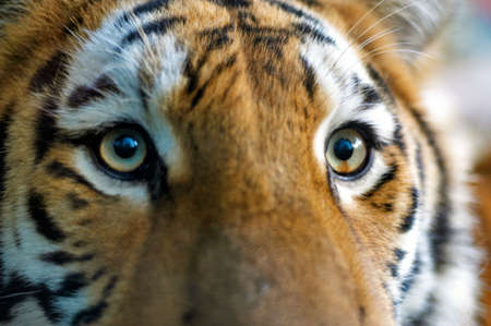 Close-up of a tiger taken with a 50 mm lensの写真素材