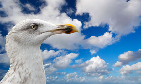 close-up of a seagullの写真素材