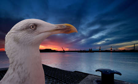 A seagull with a sunset harbor backgroundの写真素材