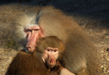 monkeys in loveの写真素材