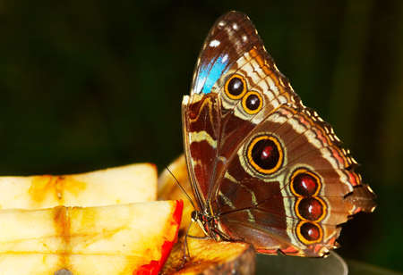close-up of a beautiful butterflyの写真素材