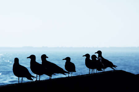 silhouettes of seagulls in the harborの写真素材