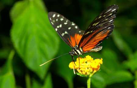 close-up of a beautiful butterflyの写真素材