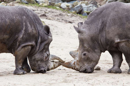 close-up of rhinos fightingの写真素材
