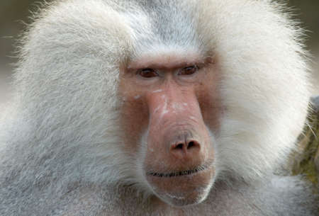 portrait of an adult monkeyの写真素材