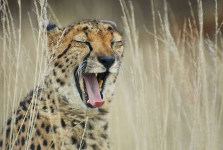 funny photo of a cheetah yawningの写真素材