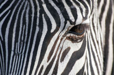 close-up of a beautiful zebraの写真素材