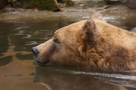close-up of a bear in waterの写真素材
