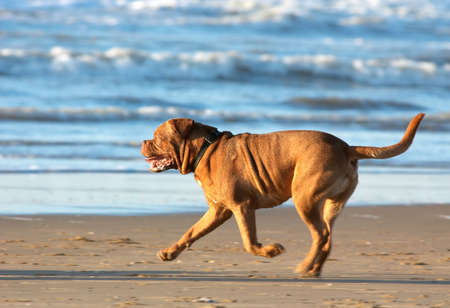 mastiff dog running on the beach の写真素材