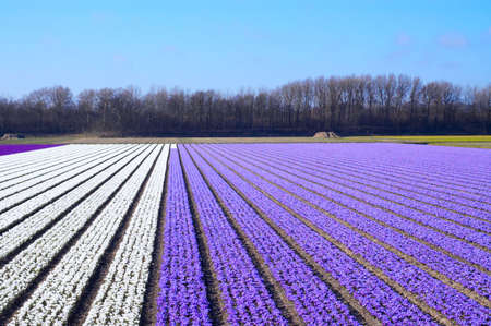 flowerbed with colorful spring flowersの写真素材