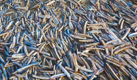 seashell backgroundの写真素材