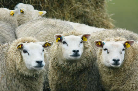 curious looking sheepの写真素材