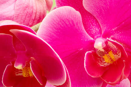 macro shot of colorful orchids for backgroundsの写真素材