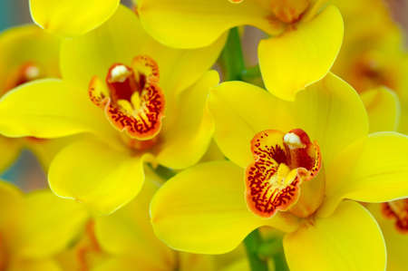 macro shot of colorful orchids for backgroundsの写真素材