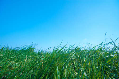 fresh green grass and a blue sky for backgroundsの写真素材