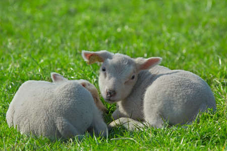 cute lambs on green grass in springの写真素材