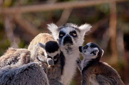 cute  ring-tailed lemurs with their mother in the middleの写真素材