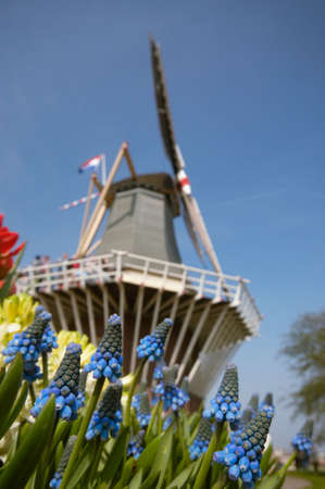Dutch windmill and colorful flowers (only flowers in focus!)!)の写真素材