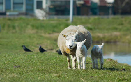 mother with her two lambsの写真素材