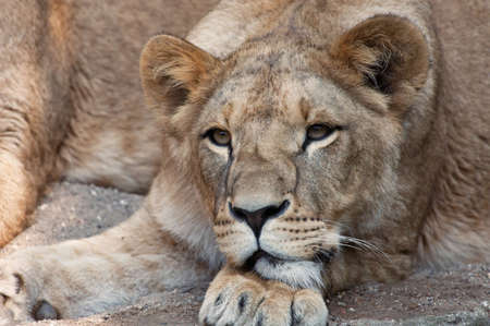 close-up of a female lion の写真素材