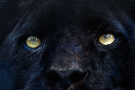 close-up of a black pantherの写真素材
