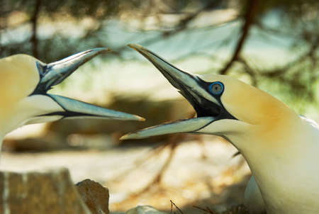 a beautiful northern gannet fightingの写真素材