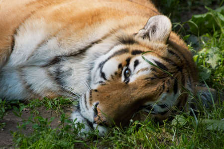 beautiful tiger relaxing on grassの写真素材