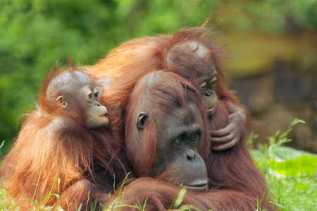 mother orangutan with her cute  の写真素材