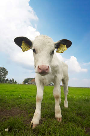 funny picture of a  cow taken with a wide angle lens の写真素材
