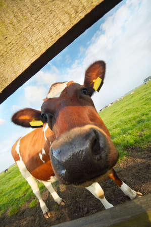 funny picture of a  cow taken with a wide angle lens の写真素材